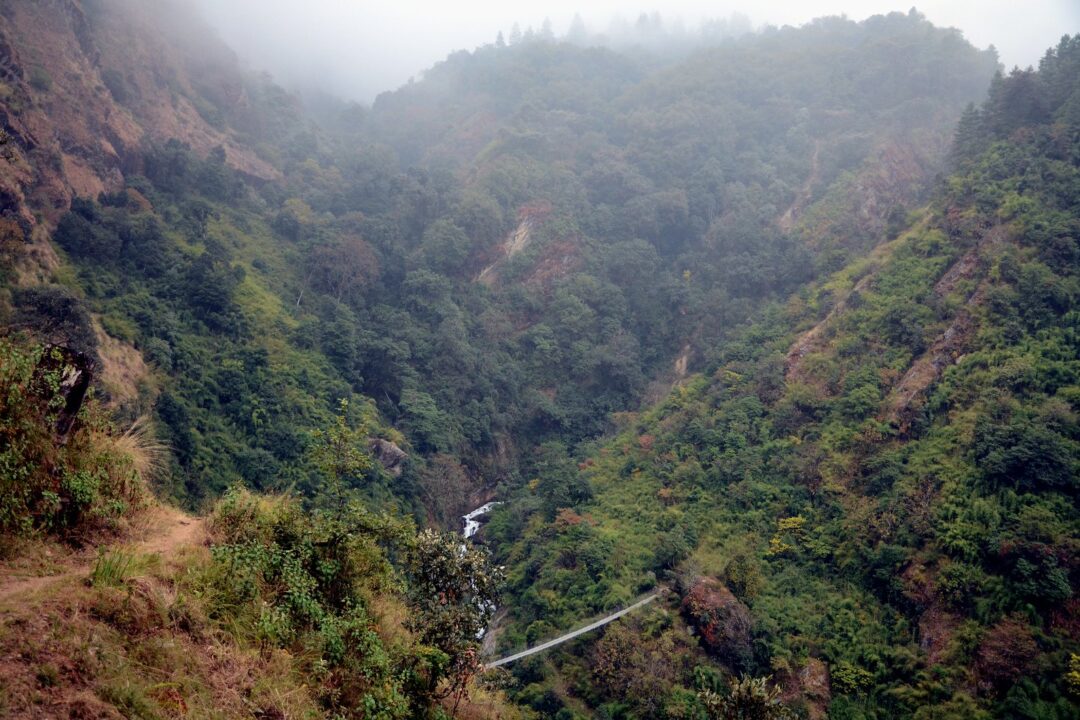 forest in langtang