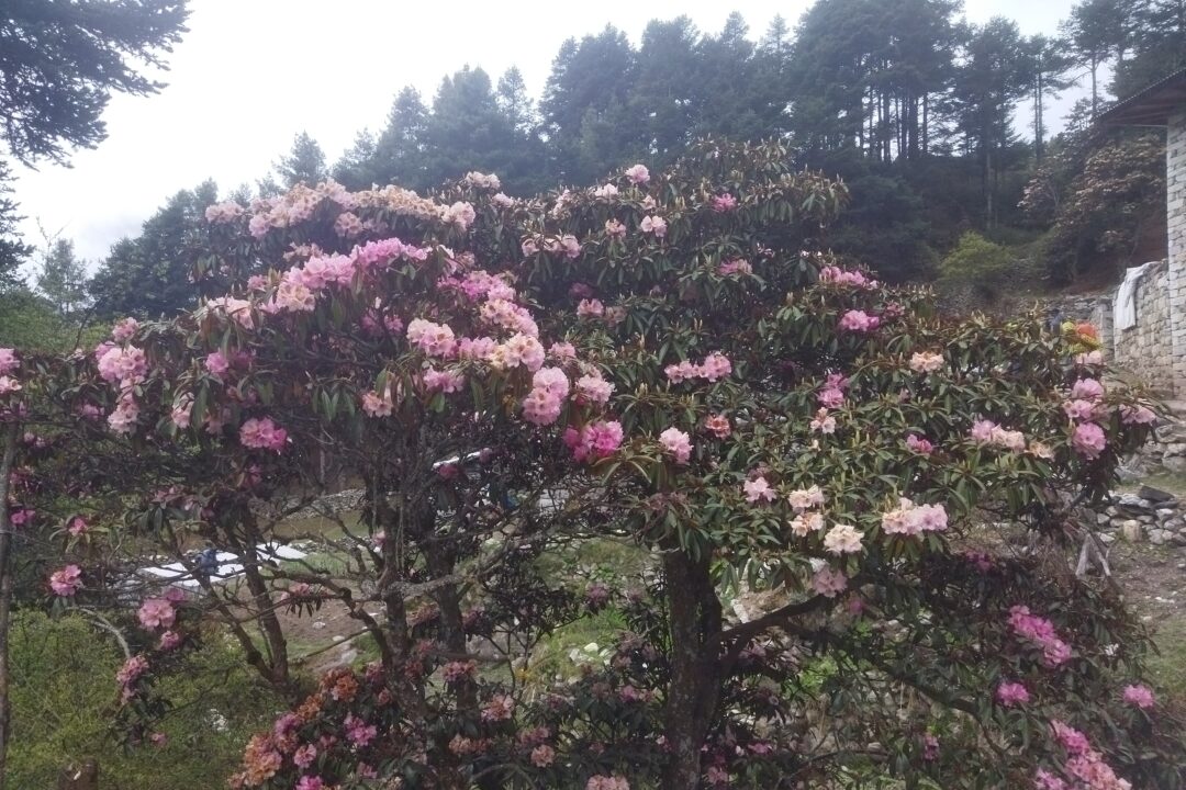 rhododendron forest