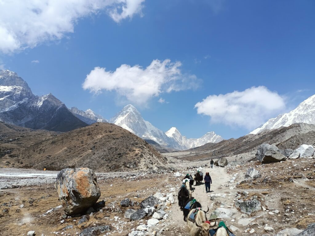 Yak Carrying luggage on Everest