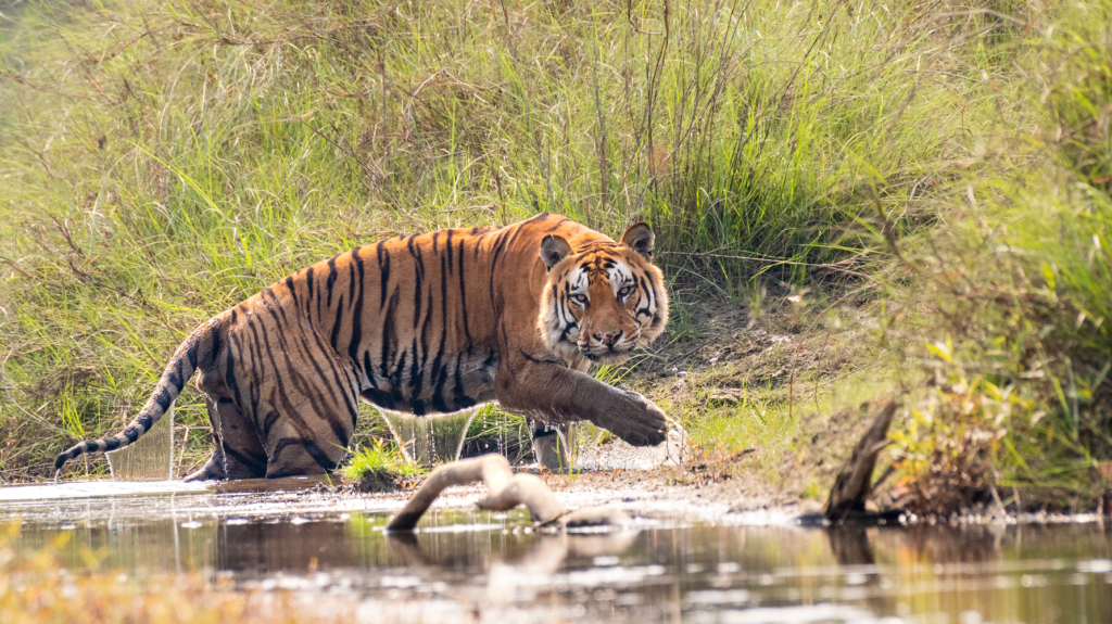 Bardiya National Park Tour