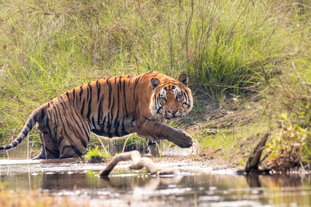 Bardiya National Park Tour