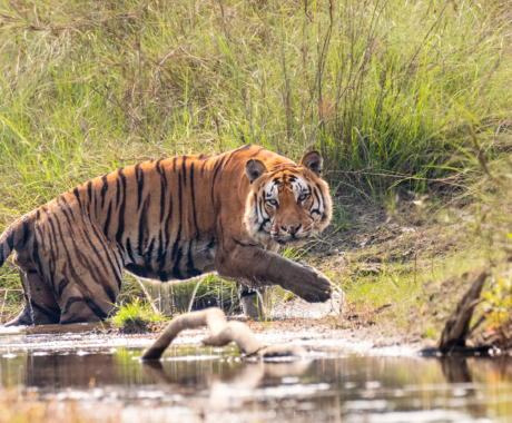 Bardiya National Park Tour