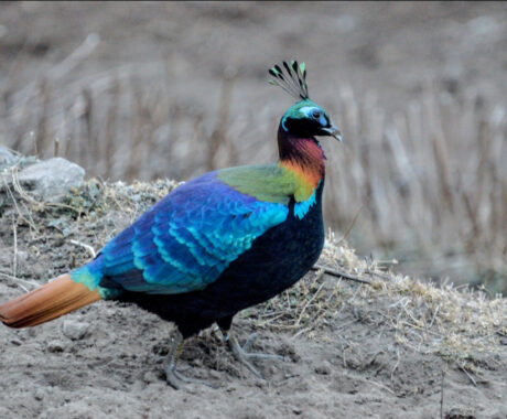 Nepal Bird Watching Tour