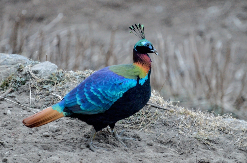 Nepal Bird Watching Tour