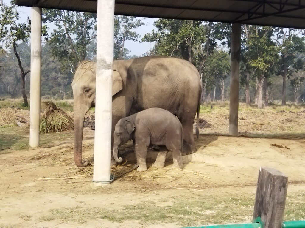 Chitwan Wildlife Safari