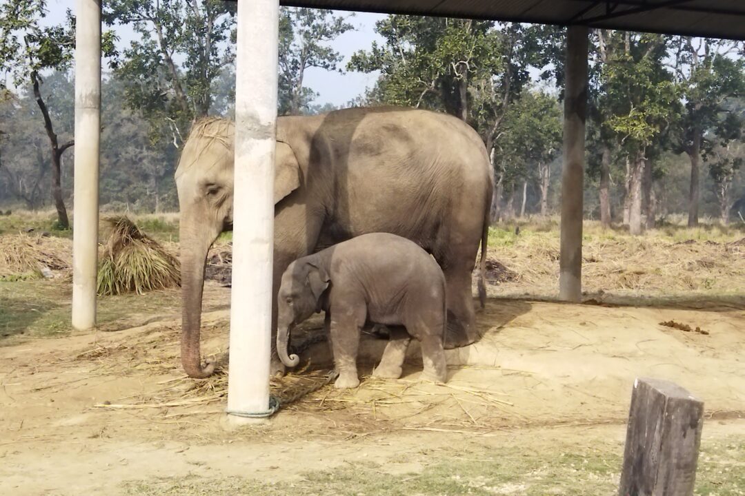 Chitwan Wildlife Safari