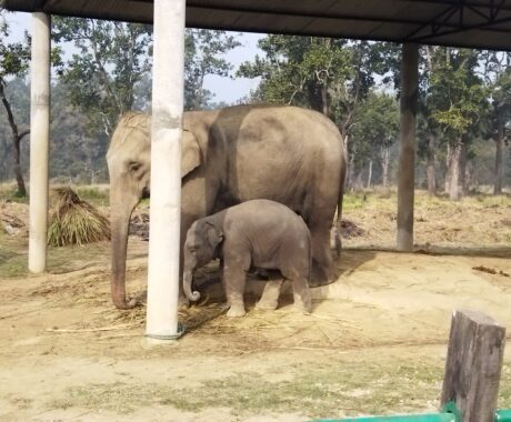 Chitwan Wildlife Safari