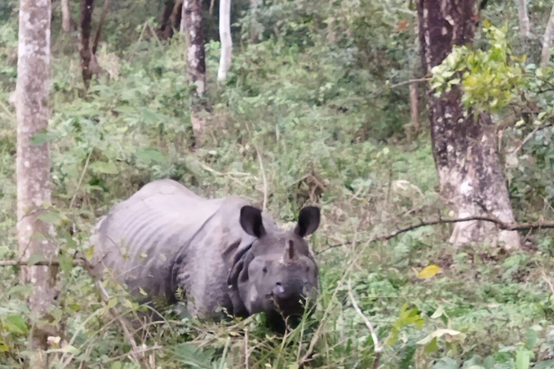 rhino_chitwan_national_park