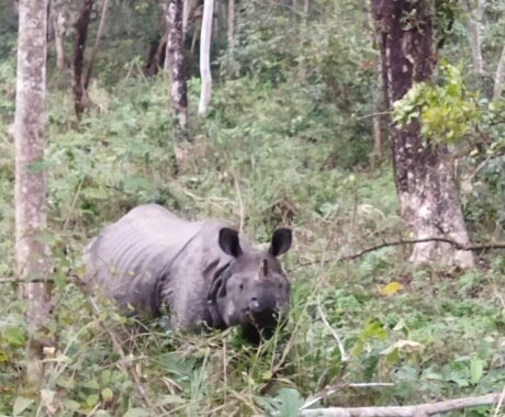 rhino_chitwan_national_park