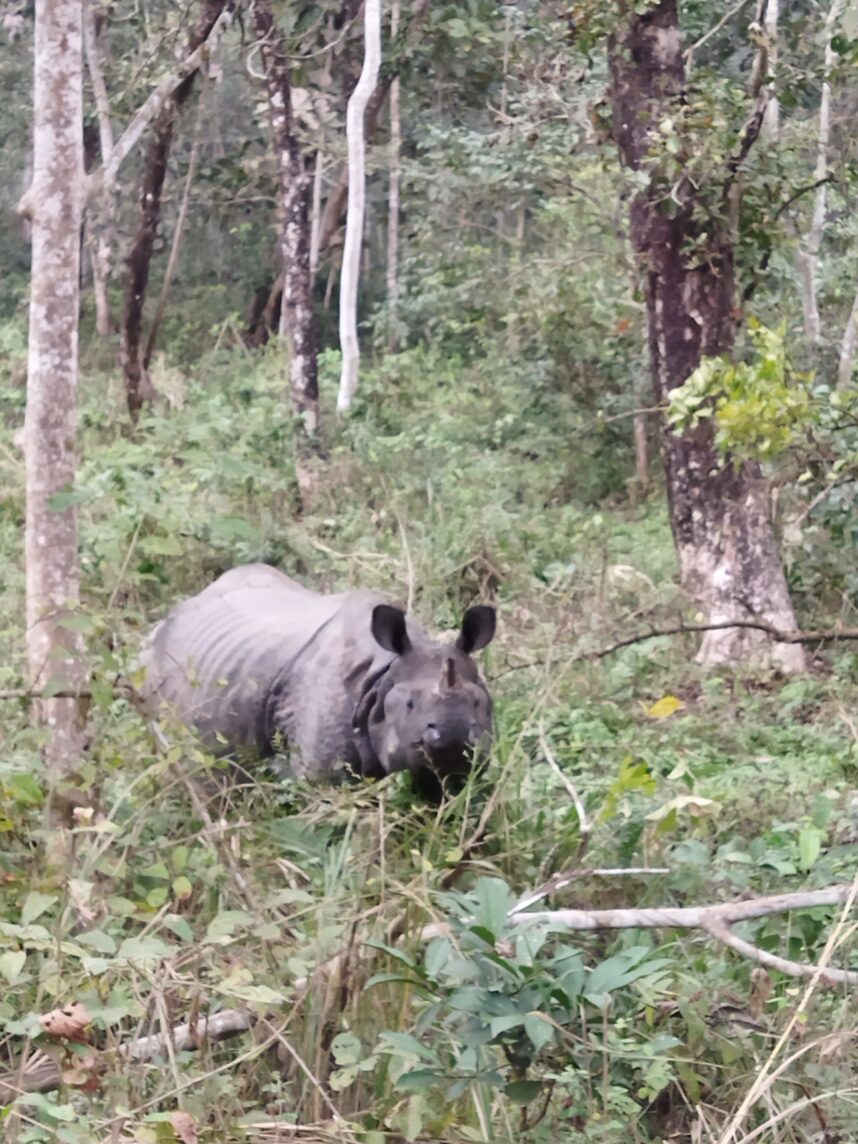 rhino_chitwan_national_park