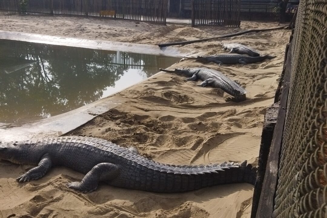 crocodile_chitwan_national_park