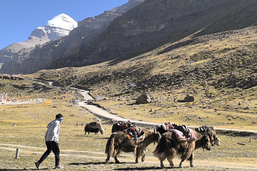yaks – yamadwar Kailasha