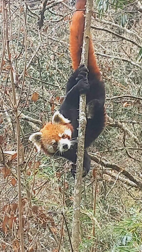 Red Panda Nepal 1