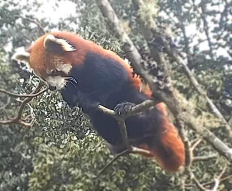 Red Panda Nepal