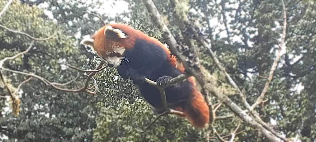 Red Panda Nepal