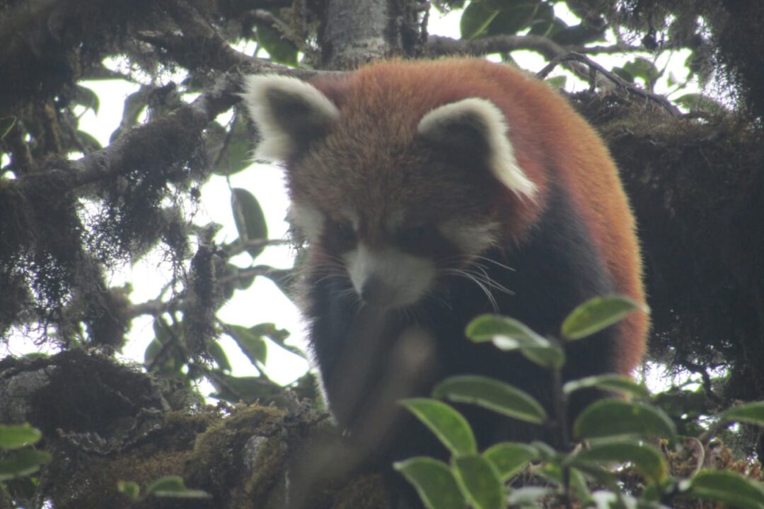 red panda