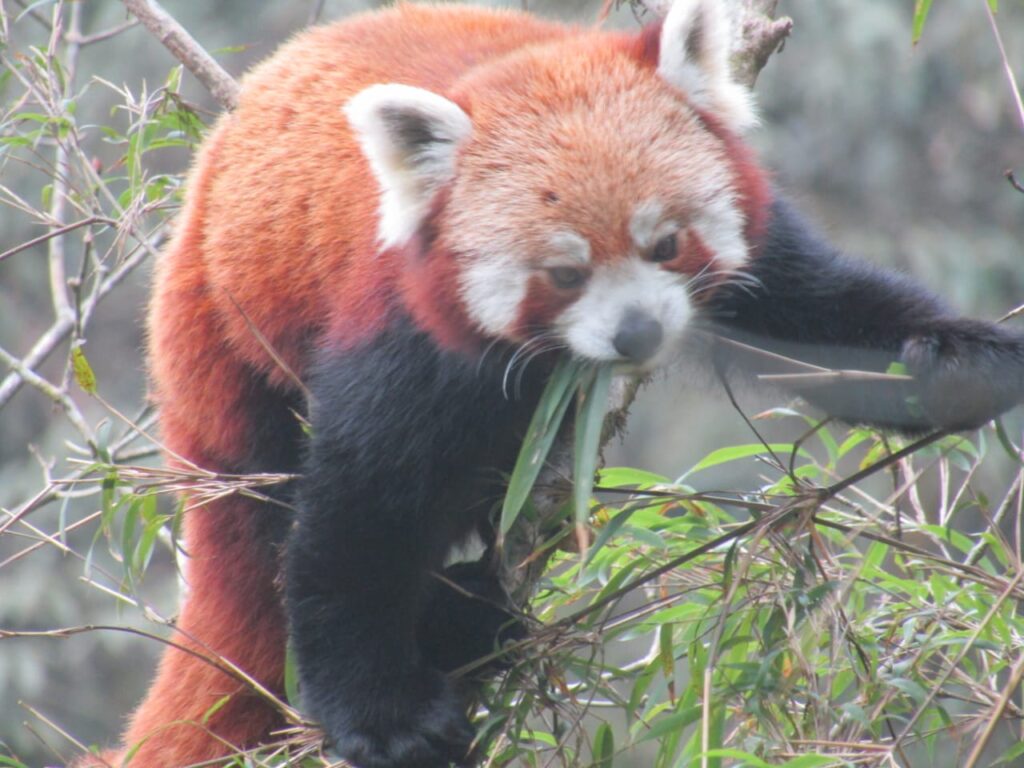 red panda in tree