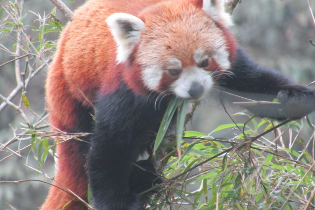 red panda in tree