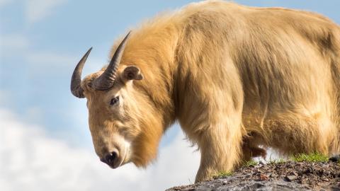 national animal of Bhutan