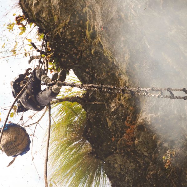honey hunting in nepal